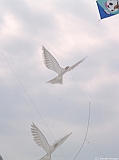 Cervia 2011-139